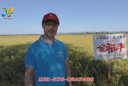 黑龍江-五常市-泰民水稻郃作社-用戶迴訪視頻