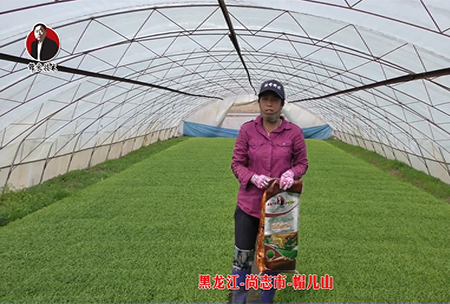黑(hei)龍江-尚誌(zhi)市-戼兒山